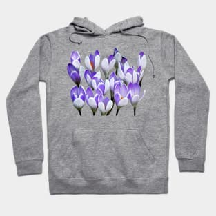 Crocuses - Cluster of Crocuses Hoodie